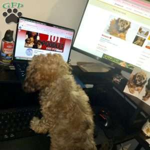Brownie, Miniature Poodle Puppy