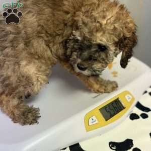 Brownie, Miniature Poodle Puppy