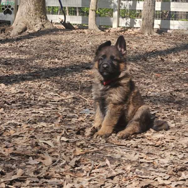 Red, German Shepherd Puppy