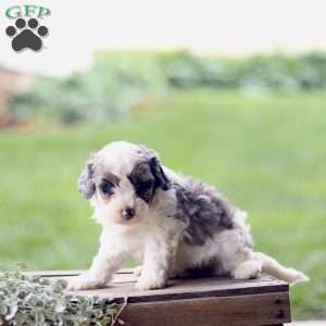 Lily, Cavapoo Puppy