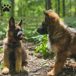 Red, German Shepherd Puppy