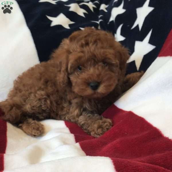 Penny, Cavapoo Puppy