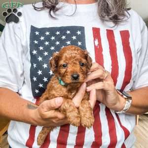 Kash, Cavapoo Puppy