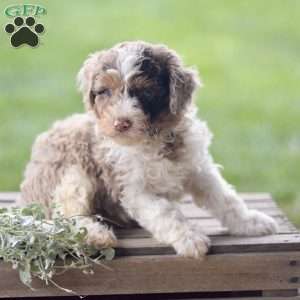 Lex, Cavapoo Puppy
