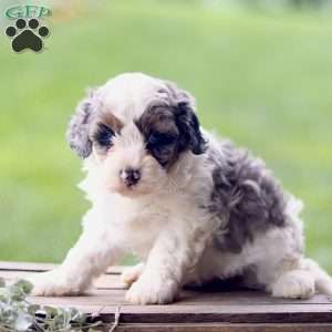 Lily, Cavapoo Puppy