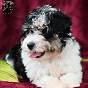 Chloe, Mini Aussiedoodle Puppy