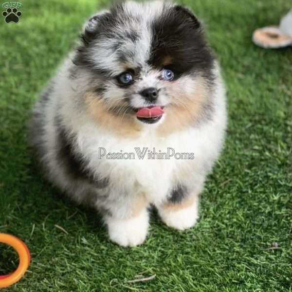 Little River, Pomeranian Puppy