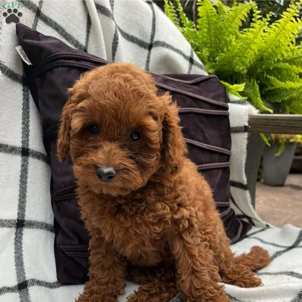 Paisley, Toy Poodle Puppy