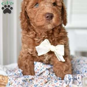 Danny, Mini Goldendoodle Puppy