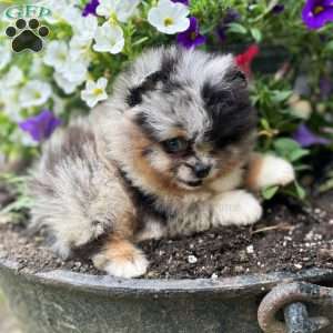 Little River, Pomeranian Puppy