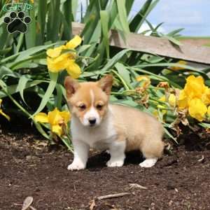 Sprinkles, Pembroke Welsh Corgi Puppy