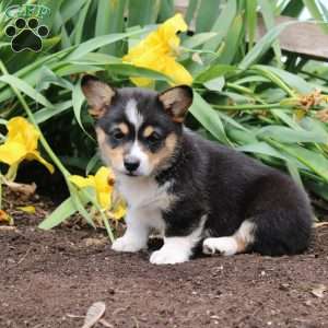 Sally, Pembroke Welsh Corgi Puppy