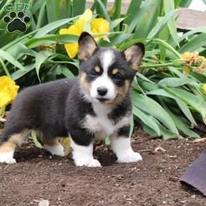 Stacey, Pembroke Welsh Corgi Puppy