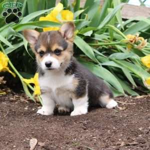 Stella, Pembroke Welsh Corgi Puppy