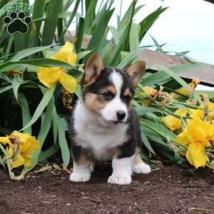 Silver, Pembroke Welsh Corgi Puppy