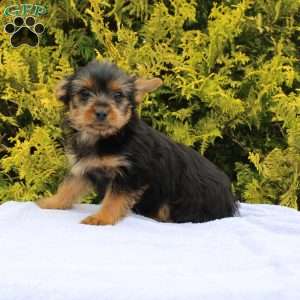 Margie, Yorkie Puppy