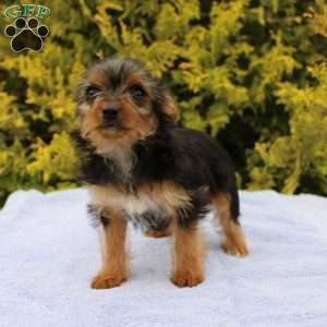 Missy, Yorkie Puppy