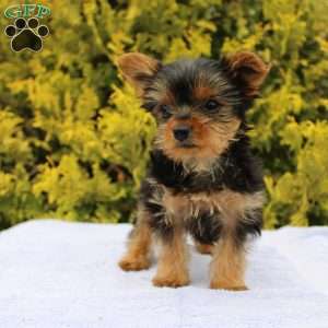 Popper, Yorkie Puppy