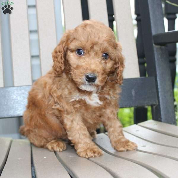 Axel, Mini Goldendoodle Puppy