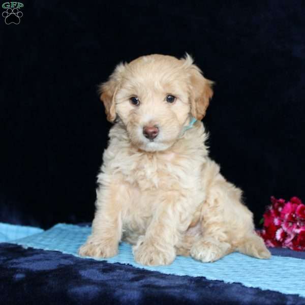 Matthew, Mini Goldendoodle Puppy