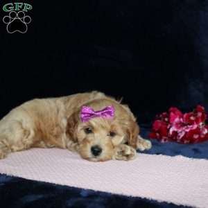 Malinda, Mini Goldendoodle Puppy