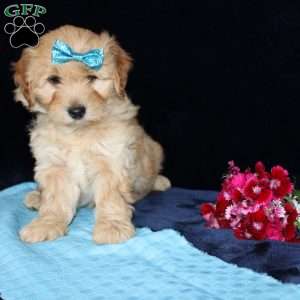 Matthew, Mini Goldendoodle Puppy
