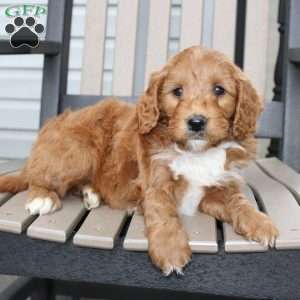 Ash, Mini Goldendoodle Puppy