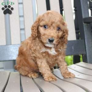 Axel, Mini Goldendoodle Puppy