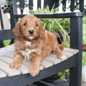 Ally, Mini Goldendoodle Puppy