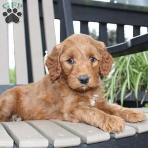 Ava, Mini Goldendoodle Puppy