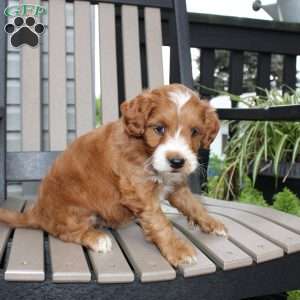 Amy, Mini Goldendoodle Puppy