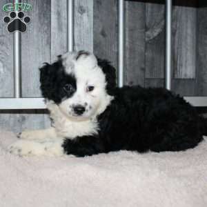 Valerie, Mini Aussiedoodle Puppy