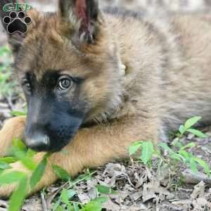 Indie, German Shepherd Puppy