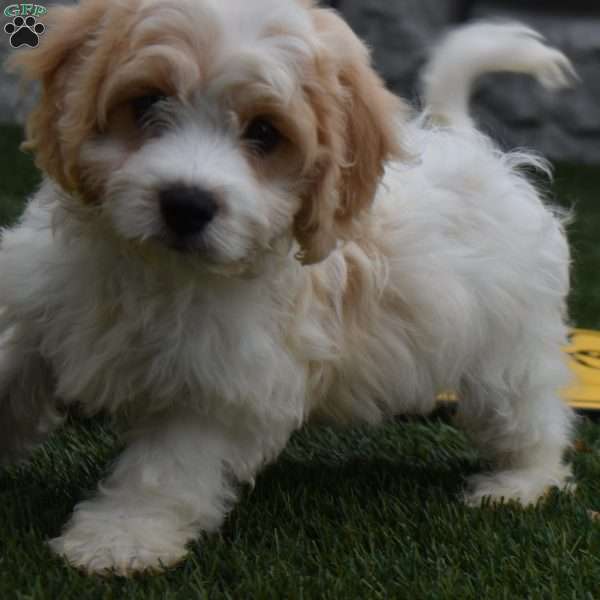 Bingo, Cavachon Puppy