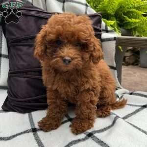 Primrose, Toy Poodle Puppy