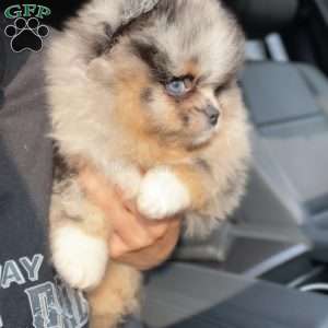 Little River, Pomeranian Puppy