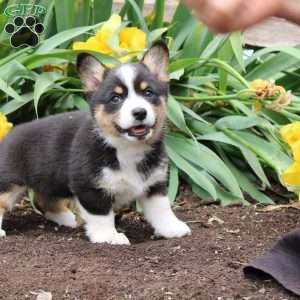 Stacey, Pembroke Welsh Corgi Puppy