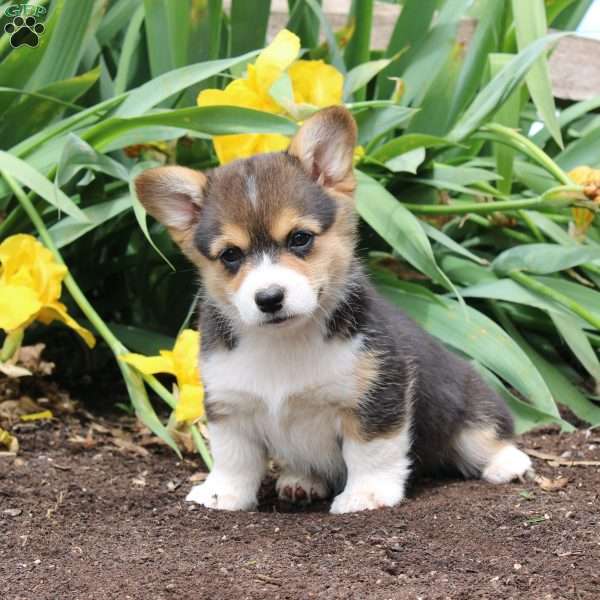 Stella, Pembroke Welsh Corgi Puppy