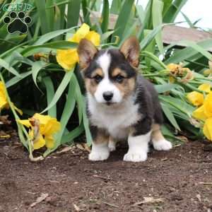 Silver, Pembroke Welsh Corgi Puppy