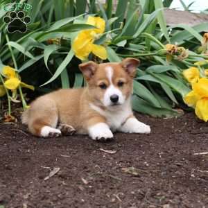Sport, Pembroke Welsh Corgi Puppy