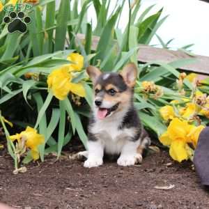 Samson, Pembroke Welsh Corgi Puppy