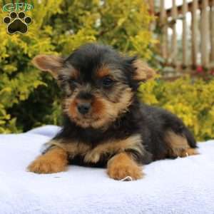 Margie, Yorkie Puppy
