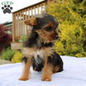Missy, Yorkie Puppy
