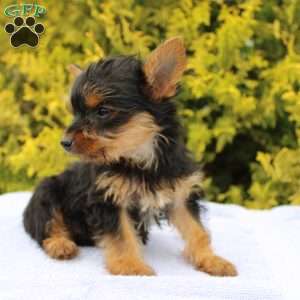 Midge, Yorkie Puppy
