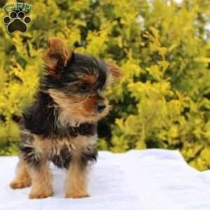 Popper, Yorkie Puppy