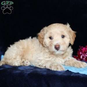 Matthew, Mini Goldendoodle Puppy