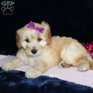 Mattie, Mini Goldendoodle Puppy