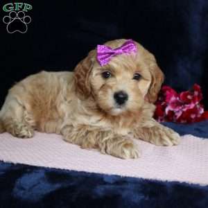 Malinda, Mini Goldendoodle Puppy