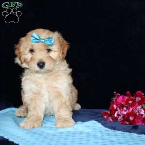 Matthew, Mini Goldendoodle Puppy
