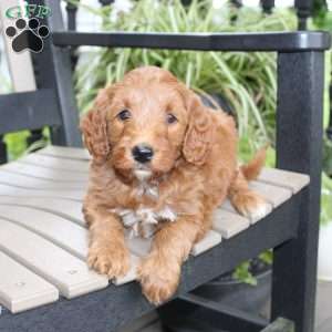 Ally, Mini Goldendoodle Puppy